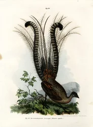 Superb Lyrebird